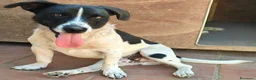 Meticcio cani in regalo: Tommy 12 kg di bontà e simpatia - Annuncio 5