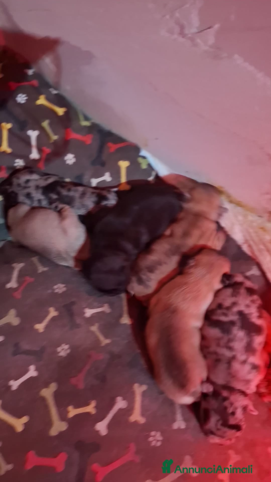 Bulldog Francese cani Cuccioli esotici di bulldog francese  - Annuncio 7