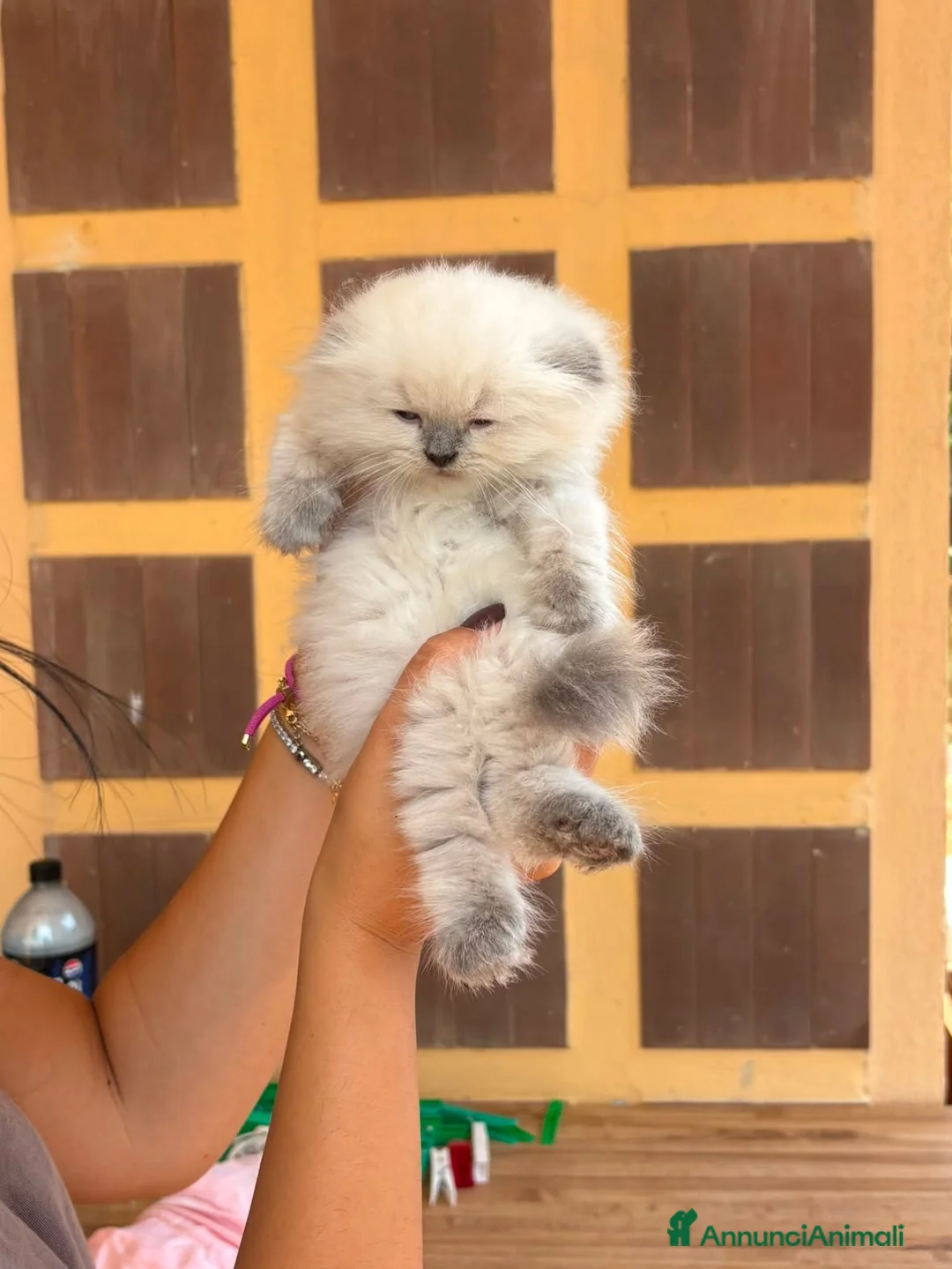Scottish gatti in vendita: Scottish Blue Point/orecchie piegate/vaccinato - Annuncio 1