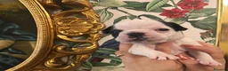 Bulldog Francese cani in vendita: Bulldog francese  - Annuncio 2