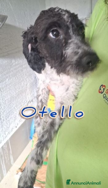 Meticcio cani 4 tenerissimi mix lagotto - Annuncio 30