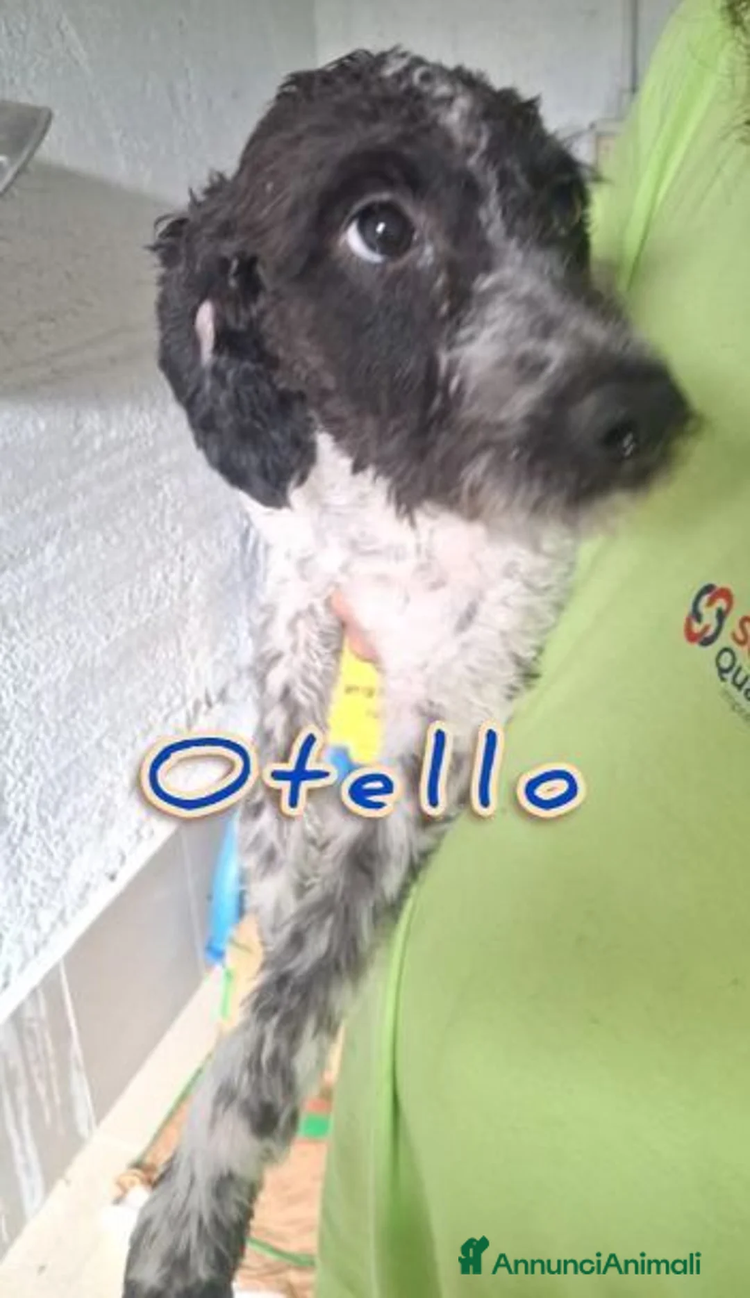 Meticcio cani in regalo: 4 tenerissimi mix lagotto - Annuncio 1