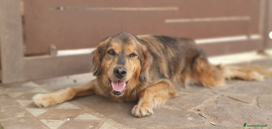 Meticcio cani in regalo: FIDEL un ragazzone che merita una casa sua a Pomezia - Annuncio 4