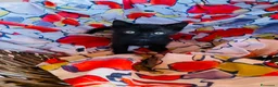 Europeo gatti in regalo: Gattini maschio e femmina 2 mesi  - Annuncio 5