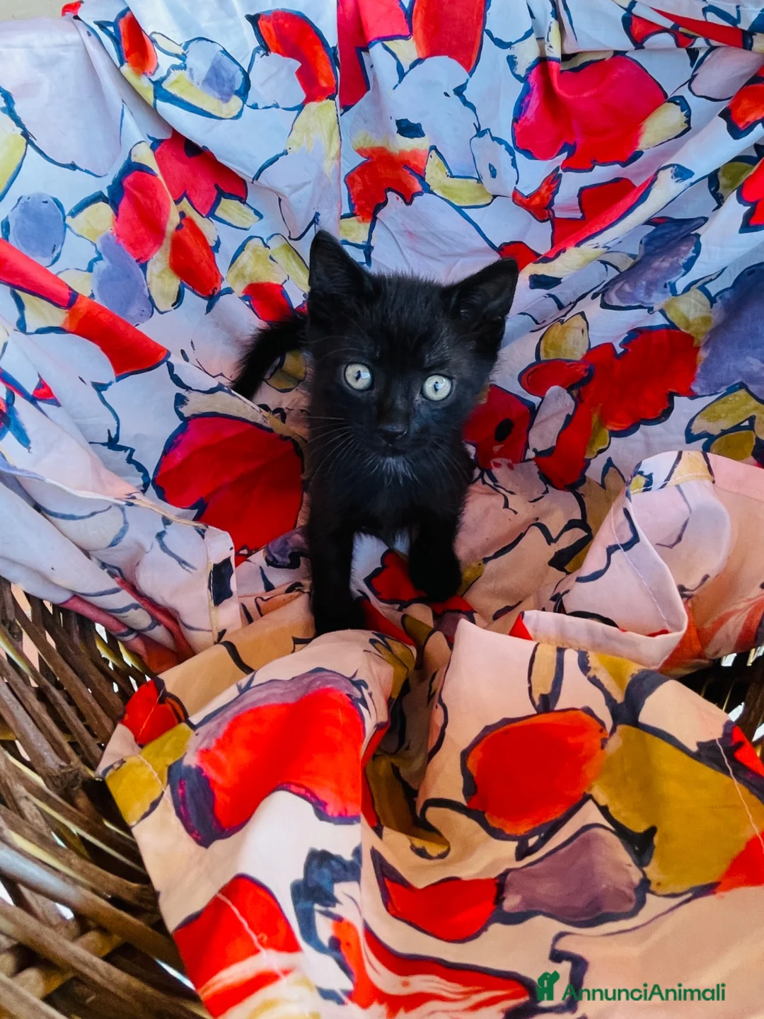 Europeo gatti in regalo: Gattini maschio e femmina 2 mesi  - Annuncio 5