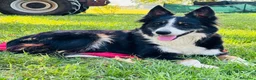 Border Collie cani in vendita: Cuccioli di Border Collie - Annuncio 5