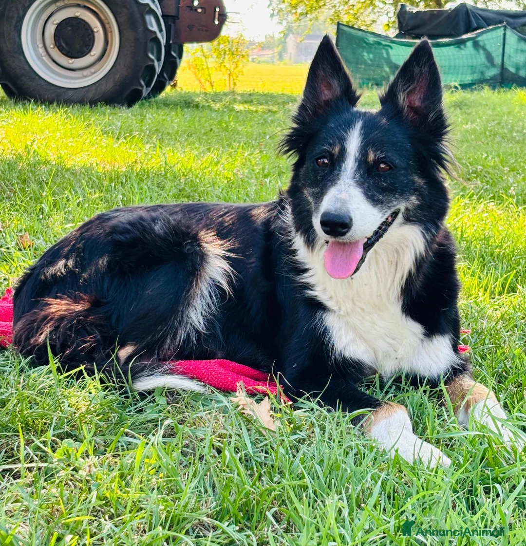 Border Collie cani in vendita: Cuccioli di Border Collie - Annuncio 5
