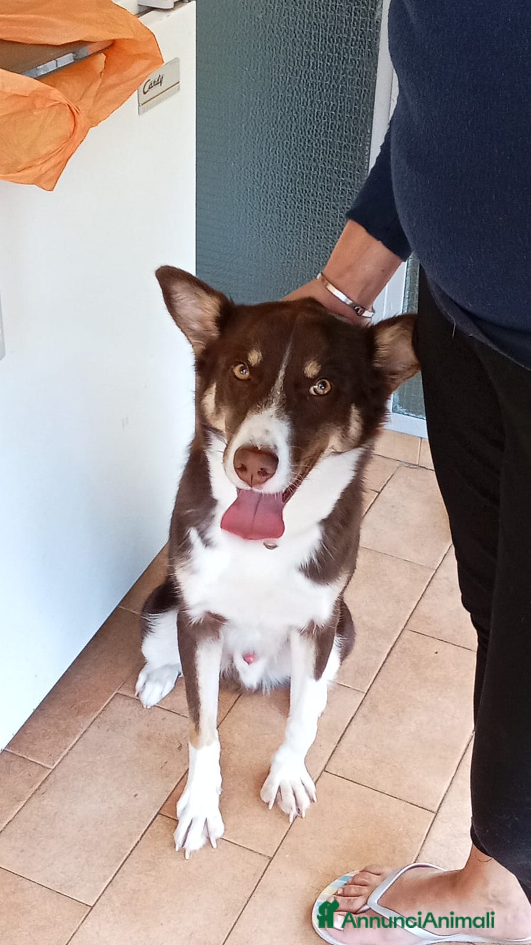 Meticcio cani in regalo: UNA MAMMA PER BADDY - Annuncio 4