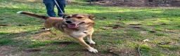 Meticcio cani in regalo: Anais, la nostra splendida lupetta - Annuncio 7