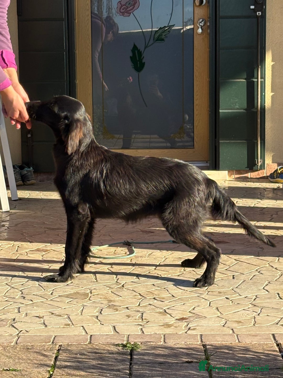 Flat Coated cani in vendita: Flat Coated Retriever - Annuncio 2