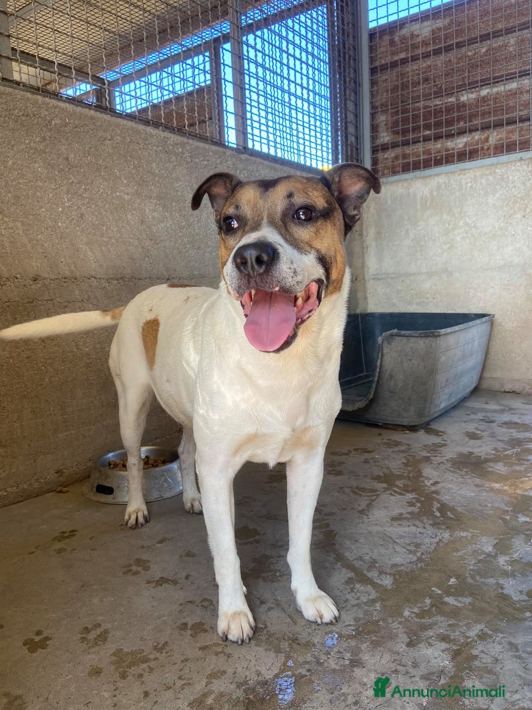 Meticcio cani in regalo: JACKY, dolcissimo e dimenticato da tutti. - Annuncio 2