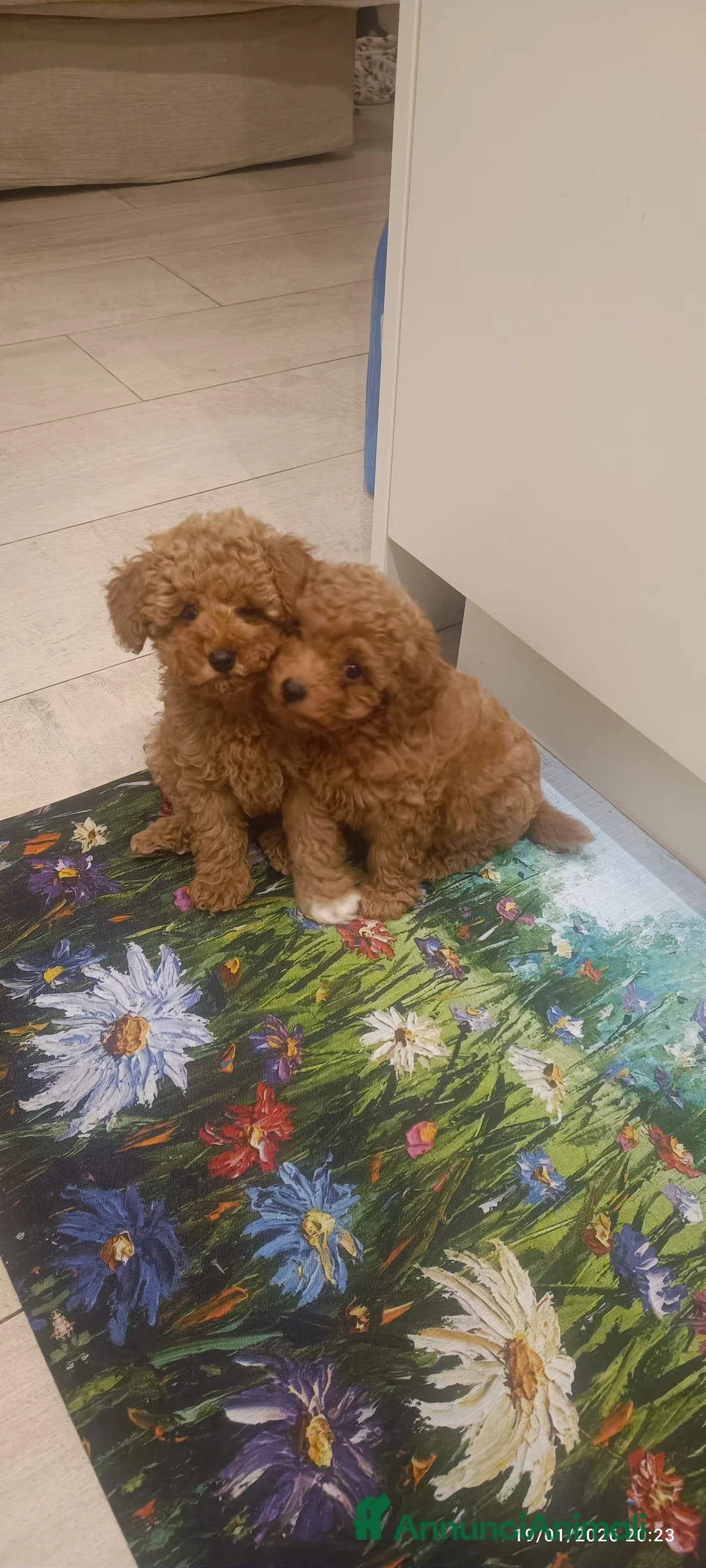 Barboncino Toy cani in vendita: Barboncini Toy disponibili  - Annuncio 4