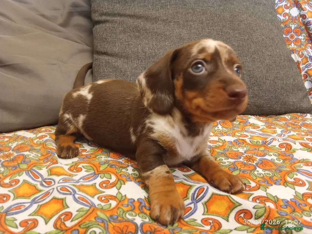 Bassotto cani in vendita: Bassotto Arlecchino maschio - Annuncio 1
