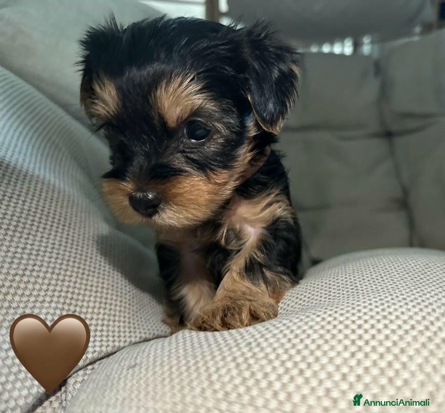 Yorkshire cani  5 Bellissimi cuccioli di Yorkshire Terrier - Annuncio 3
