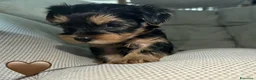 Yorkshire cani in vendita:  5 Bellissimi cuccioli di Yorkshire Terrier a Città metropolitana di Milano - Annuncio 1