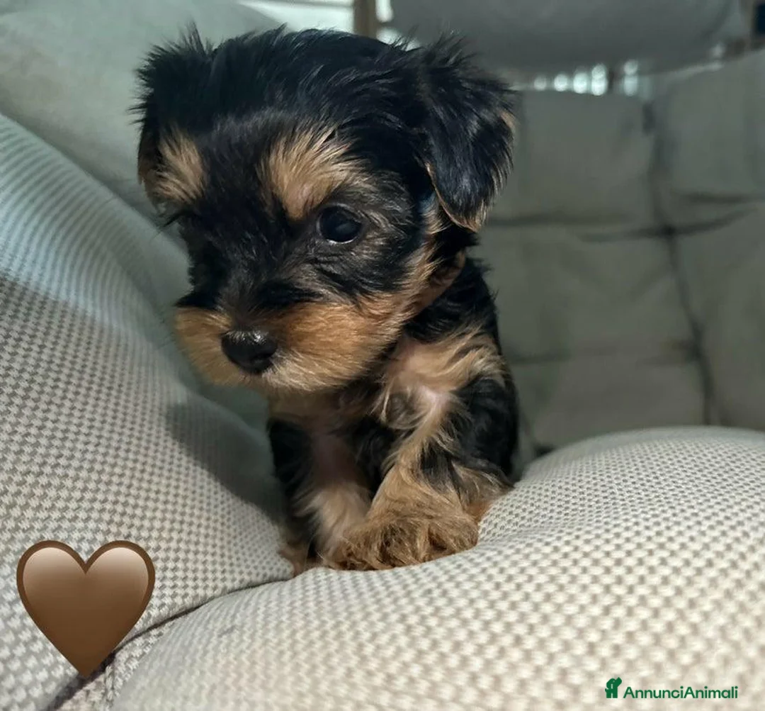 Yorkshire cani in vendita:  5 Bellissimi cuccioli di Yorkshire Terrier a Città metropolitana di Milano - Annuncio 1