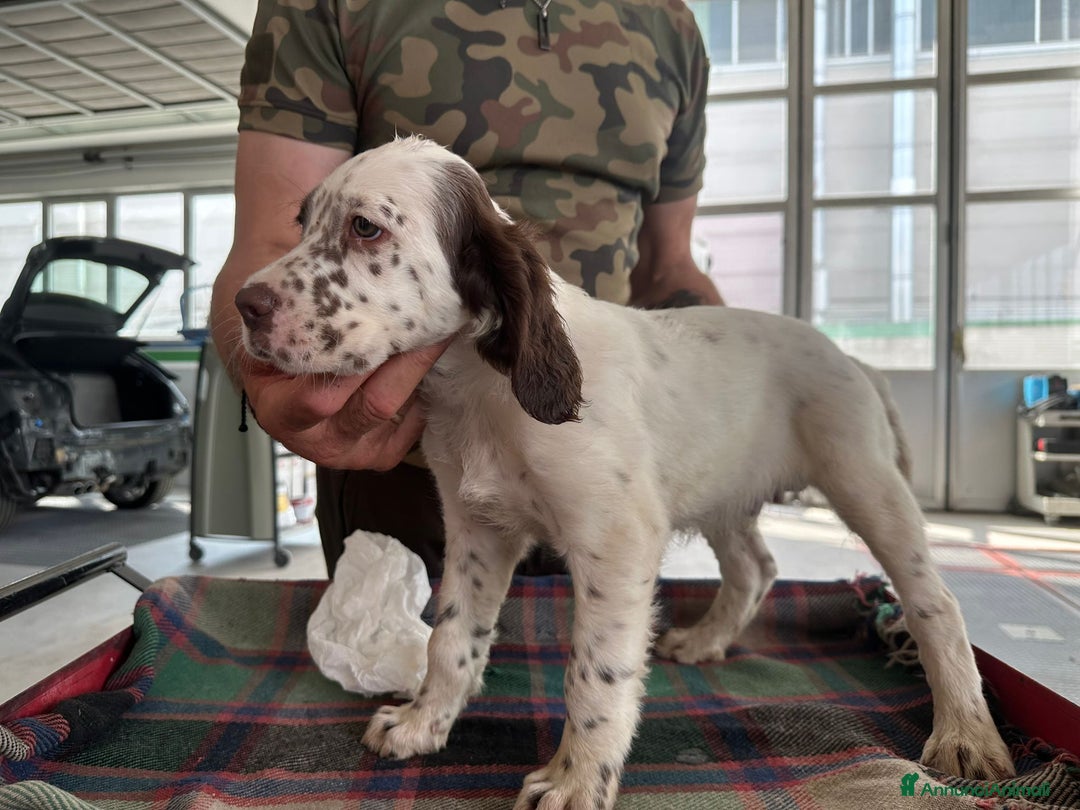 Setter Inglese cani in vendita: Setter inglesi maschi  a Provincia di Verona - Immagine 9