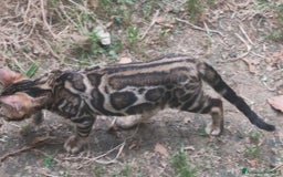 Bengala gatti in vendita: Gatto del Bengala maschietto  a Provincia di Teramo - Immagine 2