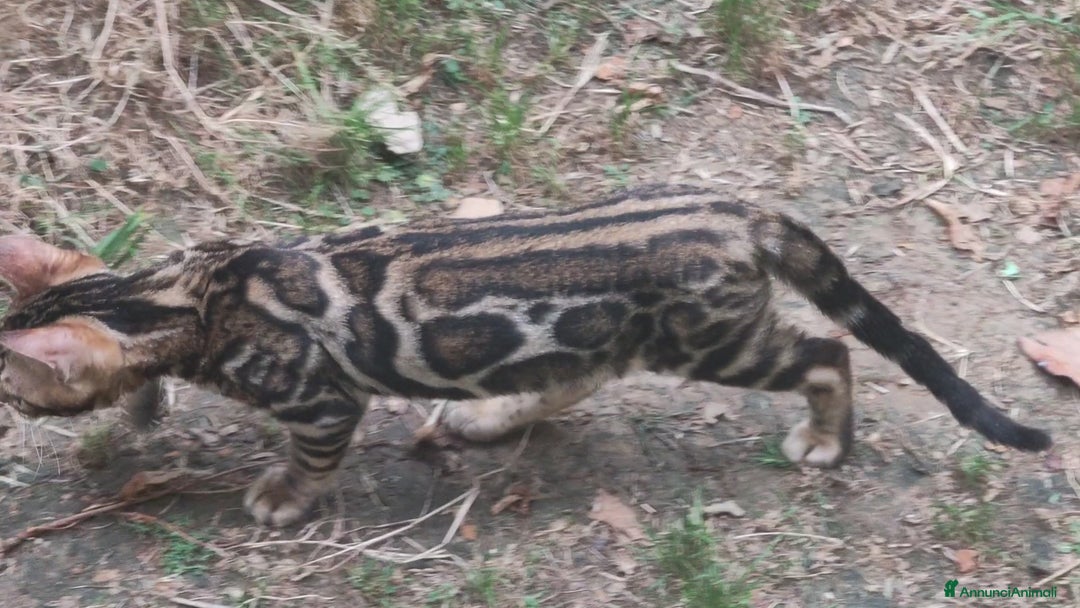 Bengala gatti in vendita: Gatto del Bengala maschietto  a Provincia di Teramo - Immagine 2