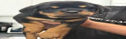 Rottweiler cani in vendita: Rottweiler alta genealogia  - Annuncio 3