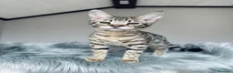 Savannah gatti in vendita: Splendidi cuccioli di gatto Savannah – 4 mesi  - Annuncio 24