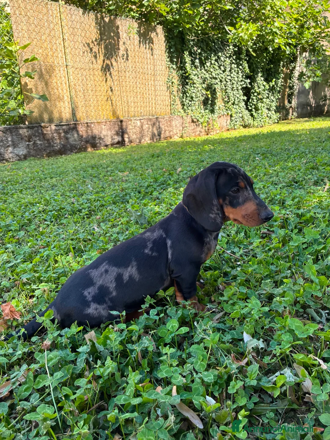 Bassotto cani in vendita: arlecchino silver - Annuncio 1