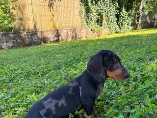Bassotto cani arlecchino silver - Annuncio 3
