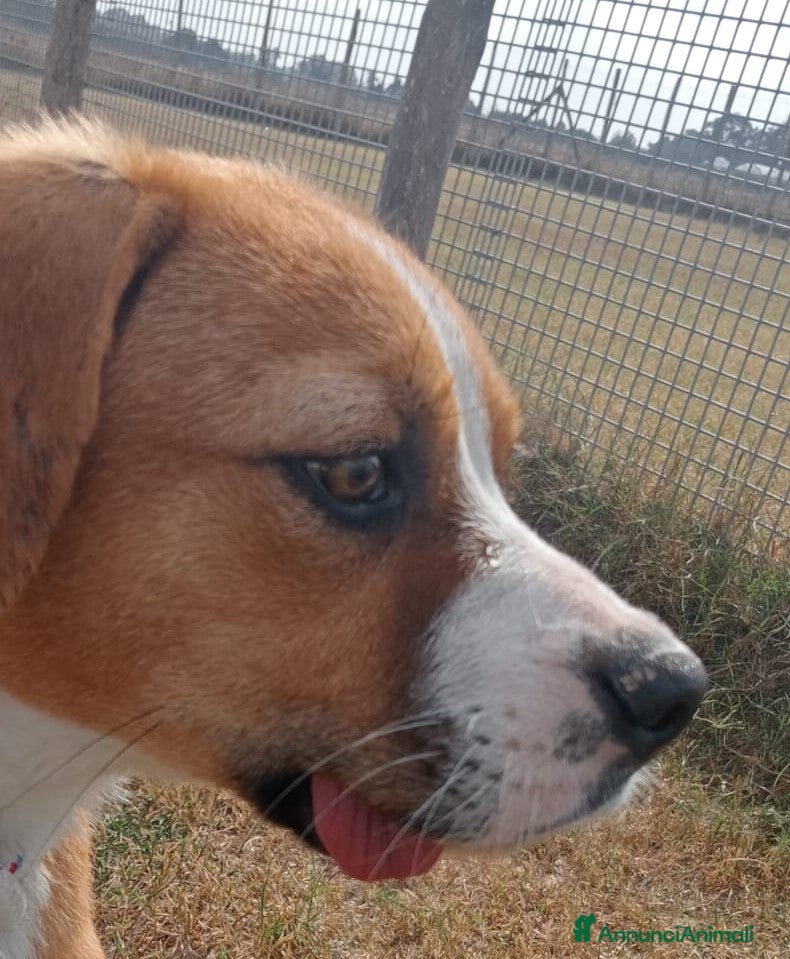Boxer cani KARL,cucciolotto simil boxer Cane meticcio Maschio a Provincia di Latina - Annuncio 7