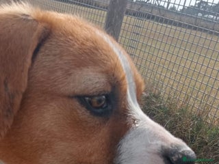 Boxer cani KARL,cucciolotto simil boxer Cane meticcio Maschio a Provincia di Latina - Annuncio 5