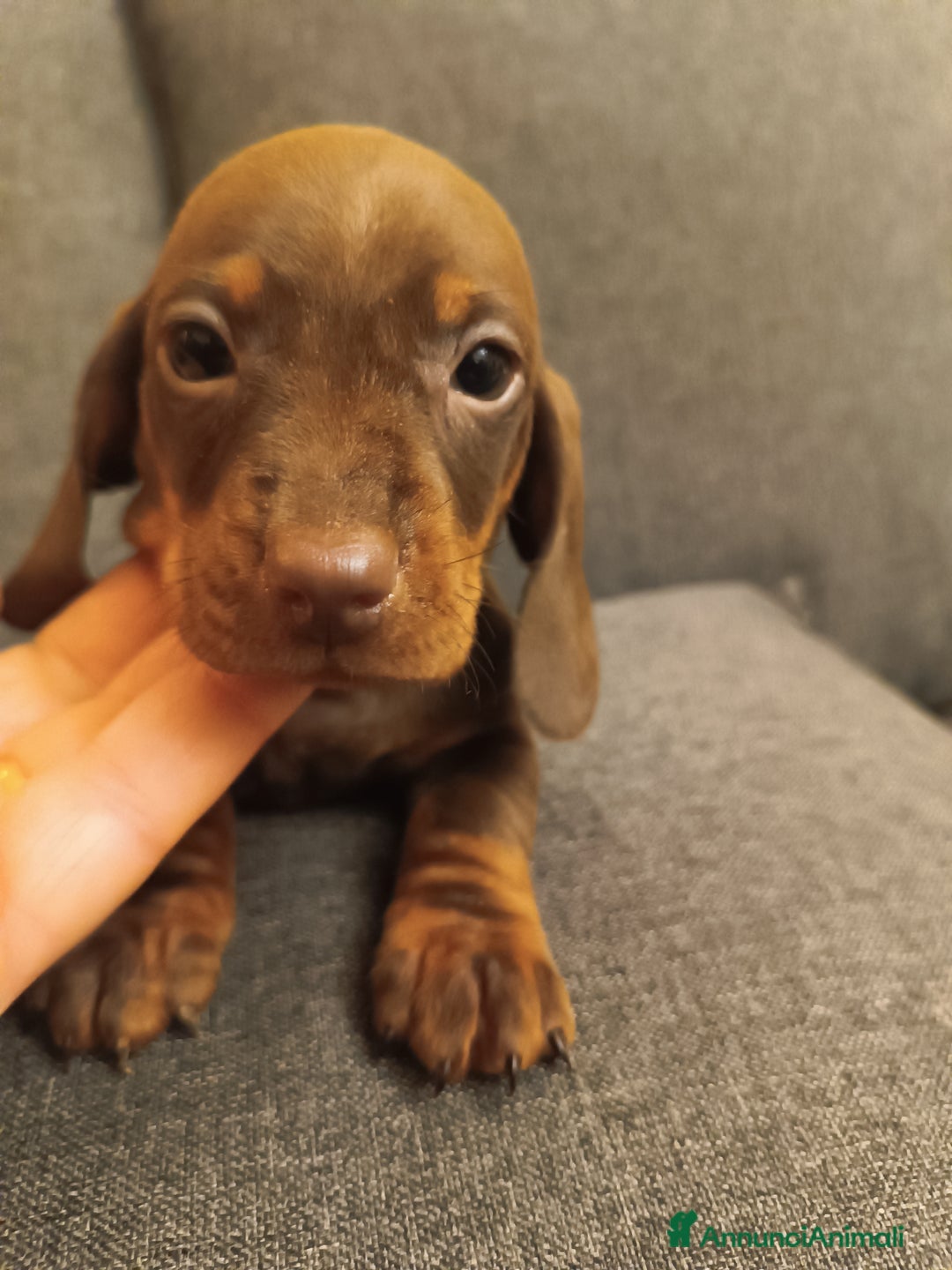 Bassotto cani in vendita: Maschietti di bassotto tedesco - Annuncio 2