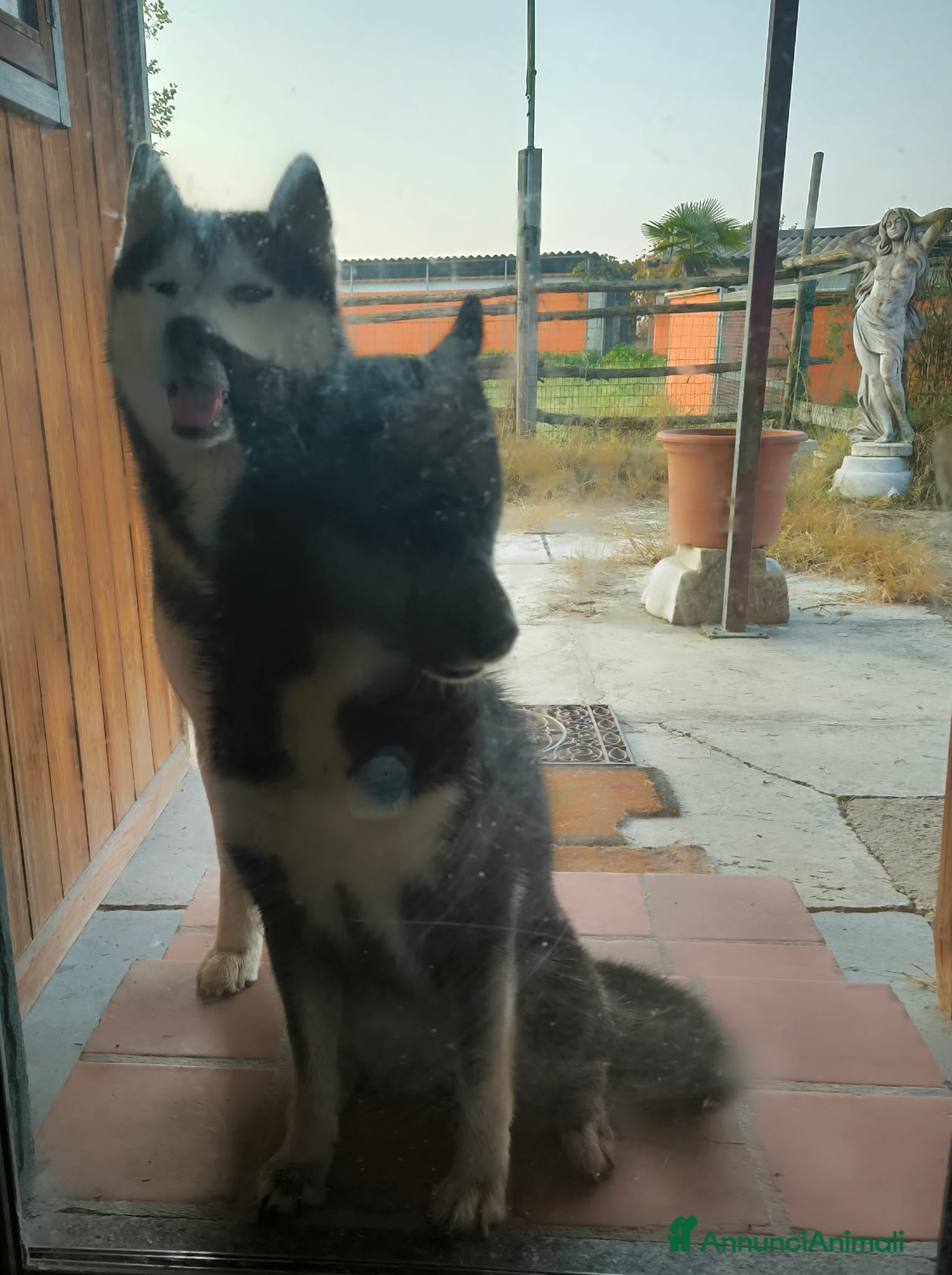 Husky cani Siberian Husky cuccioli con pedigree - Annuncio 7