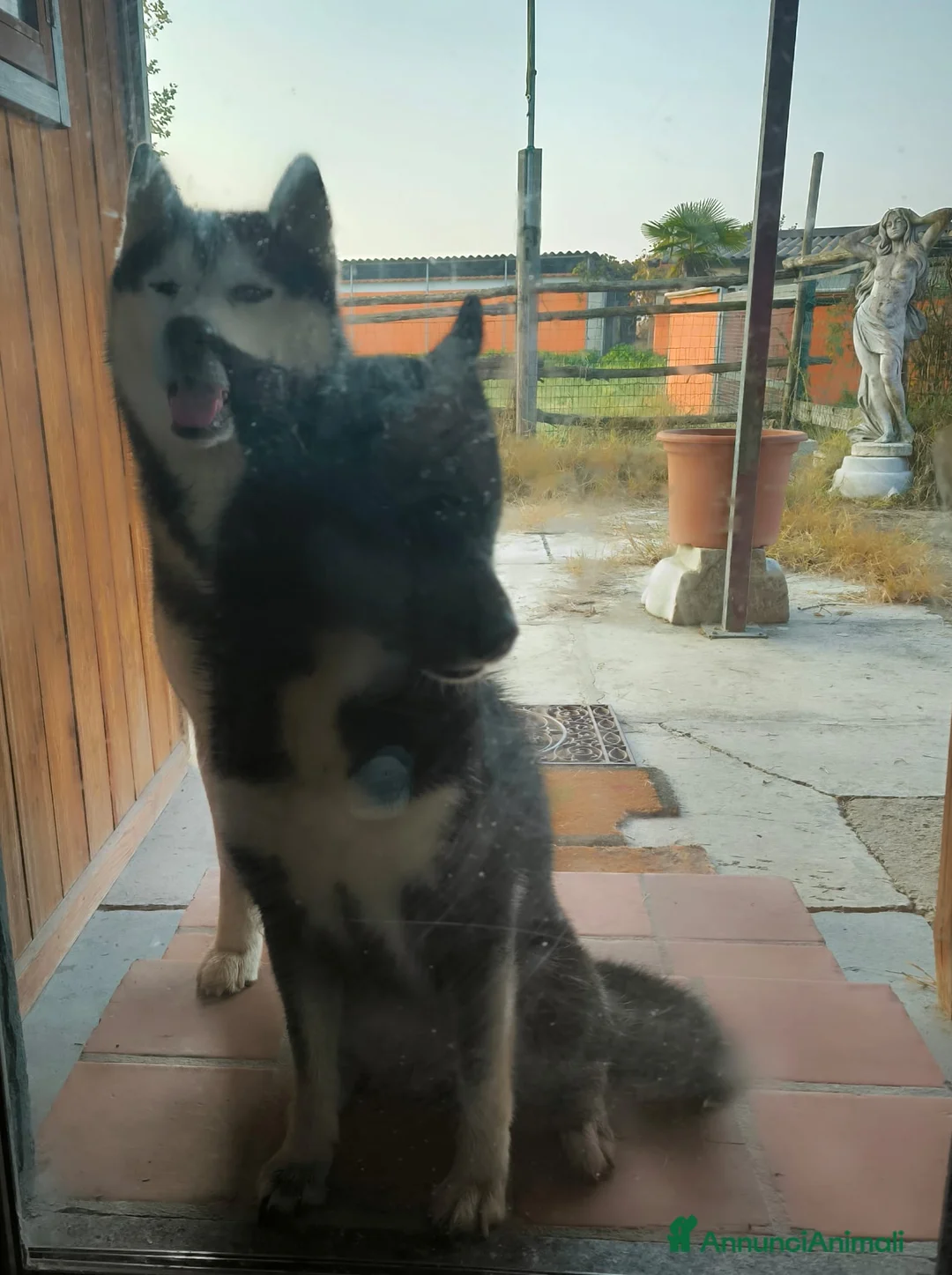 Husky cani in vendita: Siberian Husky cuccioli con pedigree - Annuncio 2