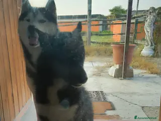 Husky cani Siberian Husky cuccioli con pedigree - Annuncio 7