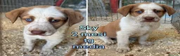 Meticcio cani in regalo: Servono adozioni x salvarli a Provincia di Modena - Annuncio 5