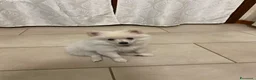 Spitz cani in vendita: Cucciolo di Spitz taglia nana - Annuncio 2