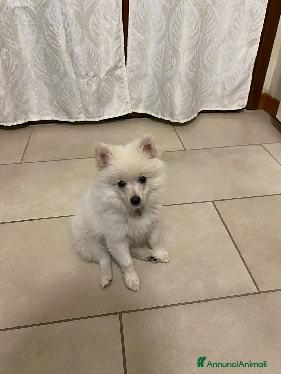 Spitz cani in vendita: Cucciolo di Spitz taglia nana - Annuncio 2