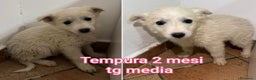 Meticcio cani in regalo: CUCCIOLI ABBANDONATI: URGENTE  - Annuncio 5