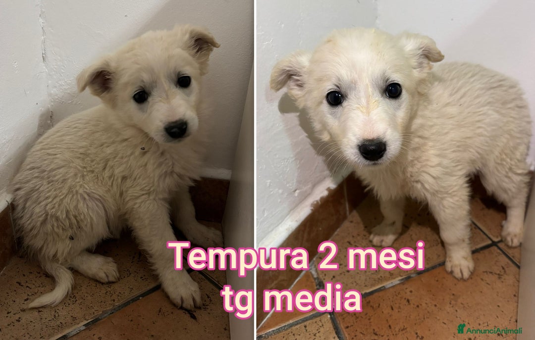 Meticcio cani in regalo: CUCCIOLI ABBANDONATI: URGENTE  - Annuncio 5