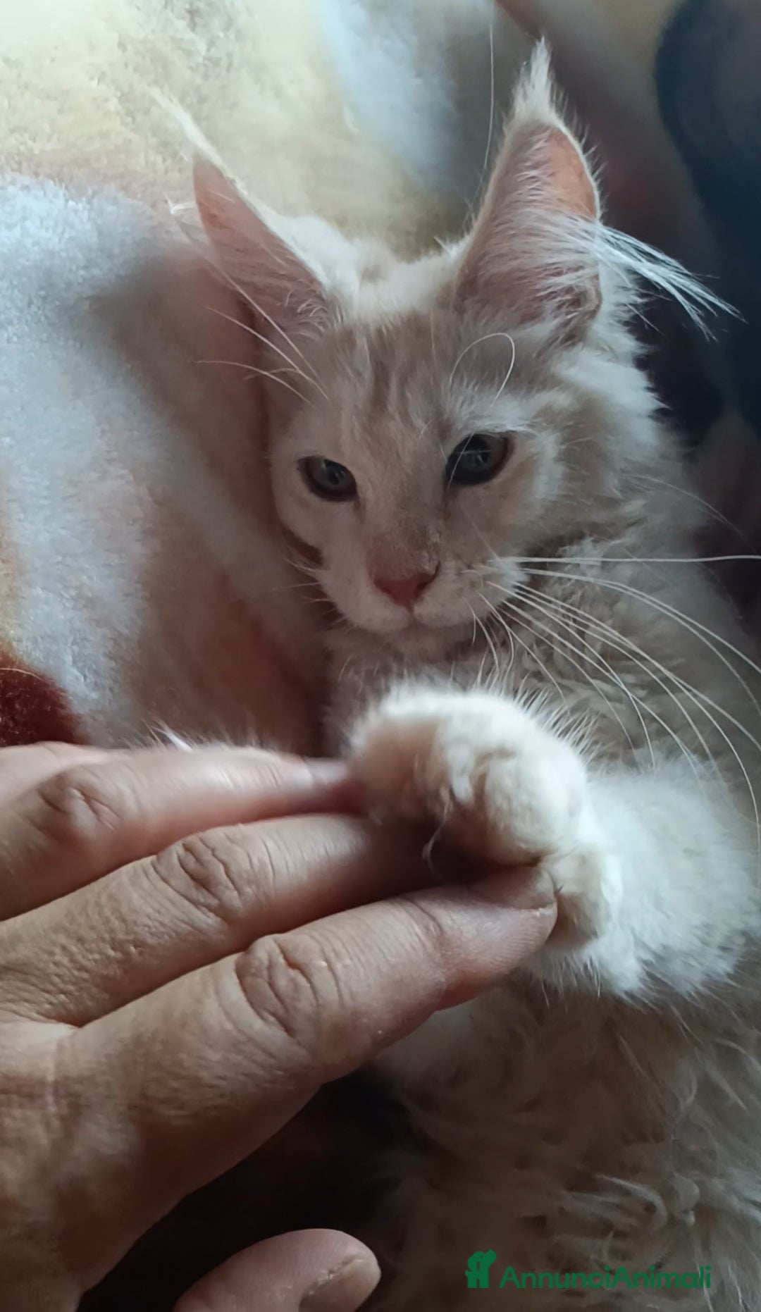 Maine Coon gatti in vendita: Cucciolo Maine coon  - Annuncio 9