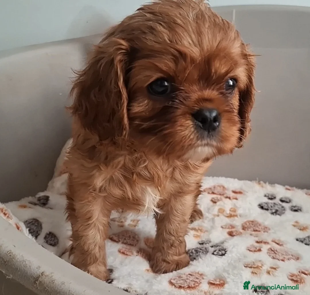Cavalier King cani in vendita: Cuccioli di Cavalier king ruby - Annuncio 15