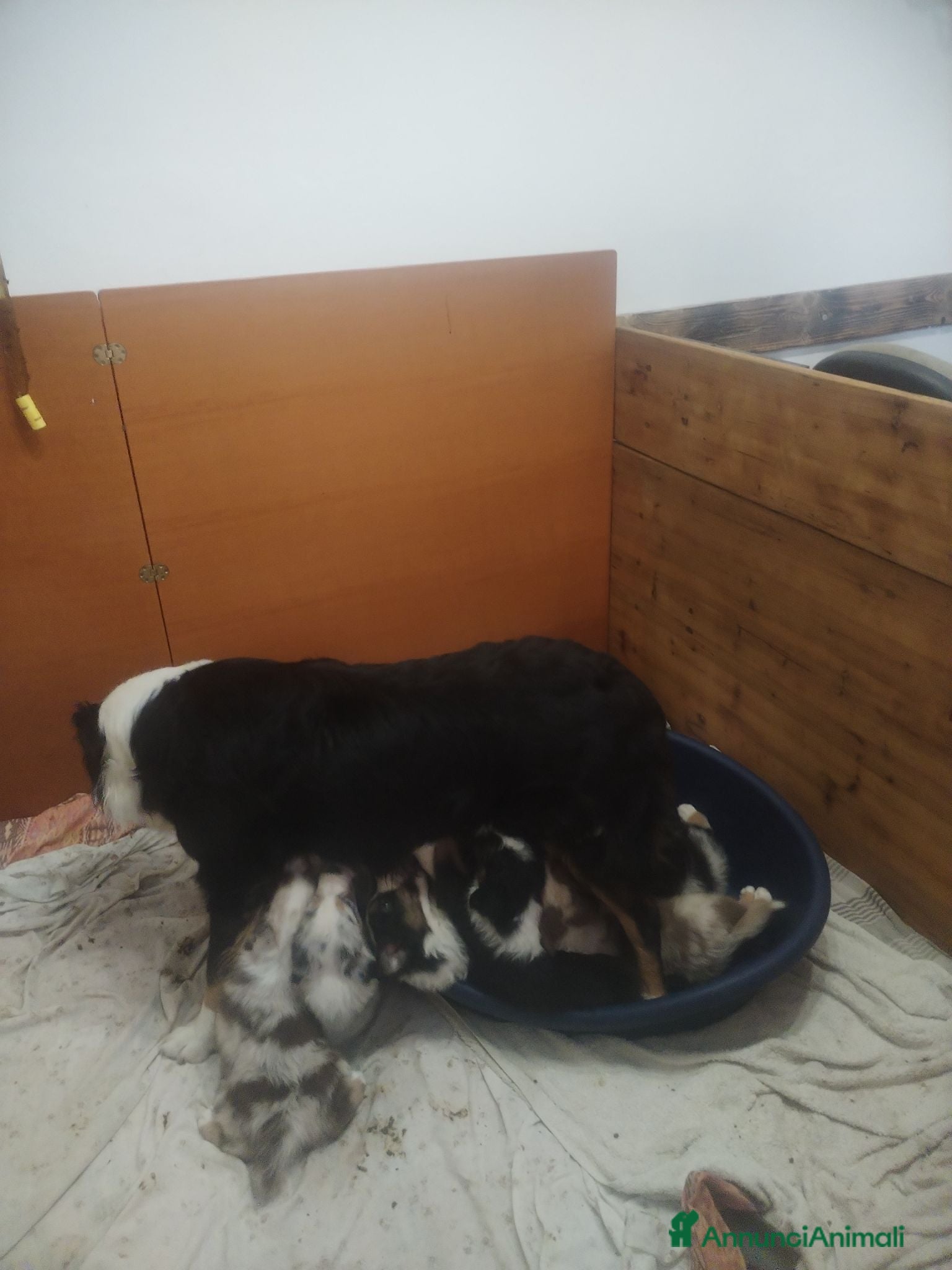 Australian Shepherd cani Cuccioli pastore australiano - Annuncio 1