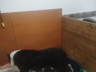 Australian Shepherd cani Cuccioli pastore australiano - Annuncio 6