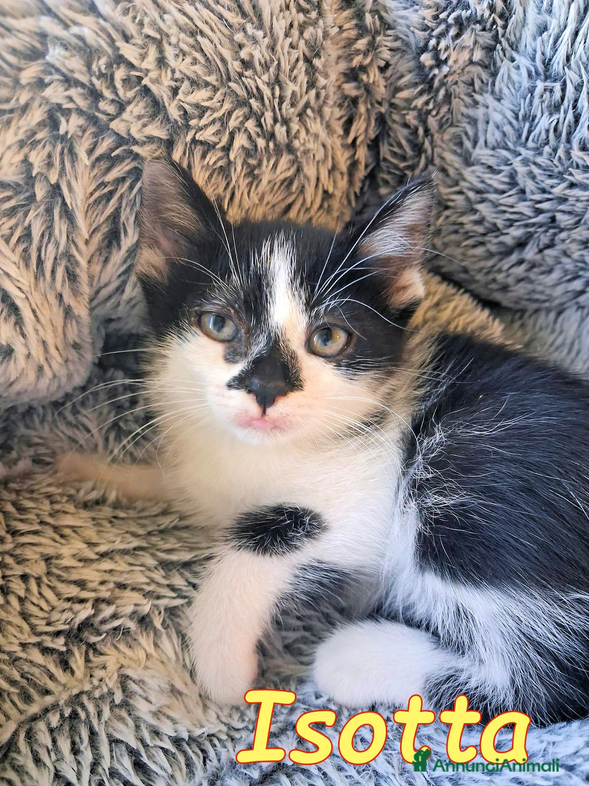 Europeo gatti GATTINA SUPERCOCCOLOSA CERCA CASA - Annuncio 3