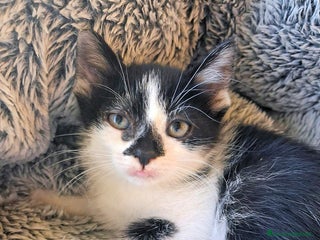 Europeo gatti GATTINA SUPERCOCCOLOSA CERCA CASA - Annuncio 3