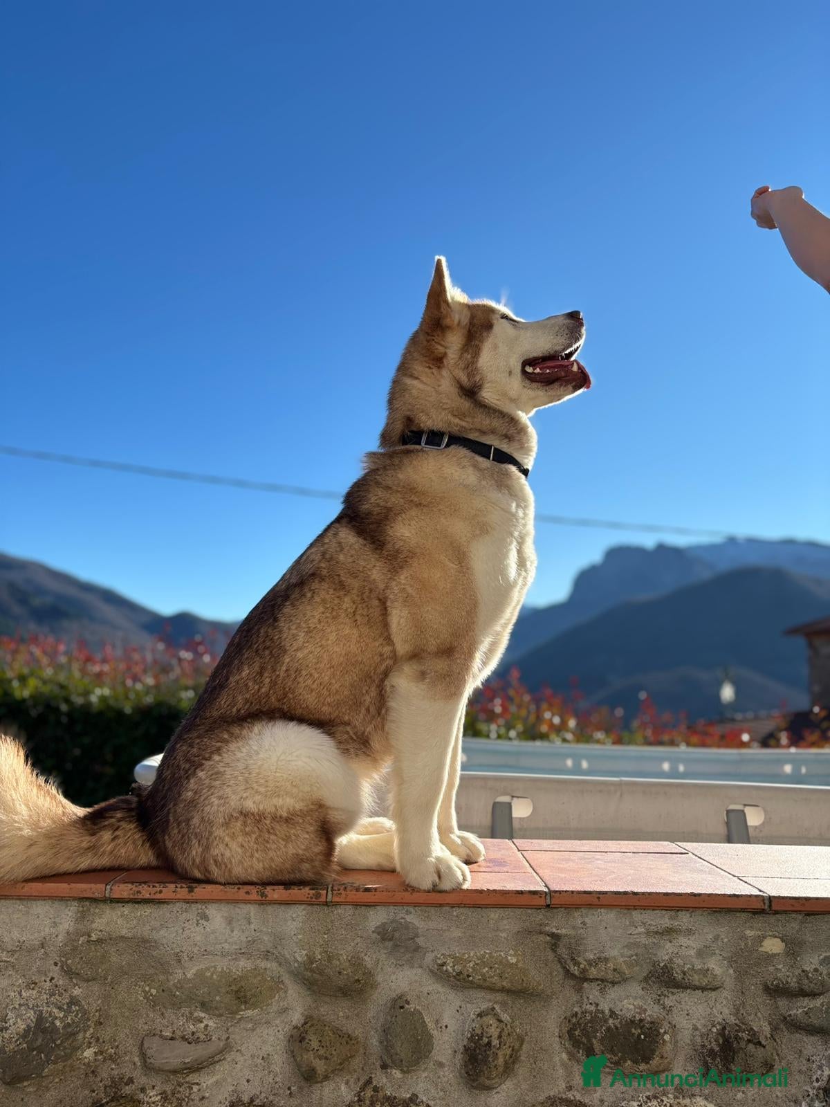 Alaskan Malamute cani cucciolata di Alaskan Malamute - Annuncio 1