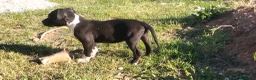 American Staffordshire cani in vendita: Amstaff blu - Annuncio 6