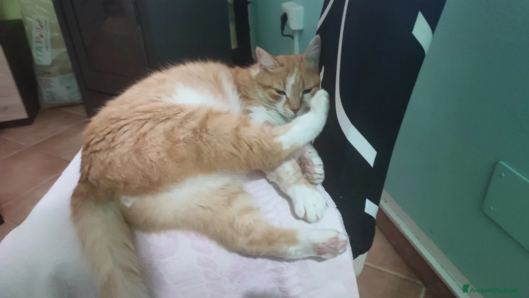 Altre razze gatti in regalo: Regalo Oscar - Annuncio 2