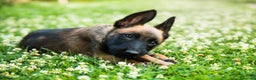 Pastore Belga cani in vendita: Allevamento Pastore Belga Malinois in Italia a Provincia di Potenza - Annuncio 3