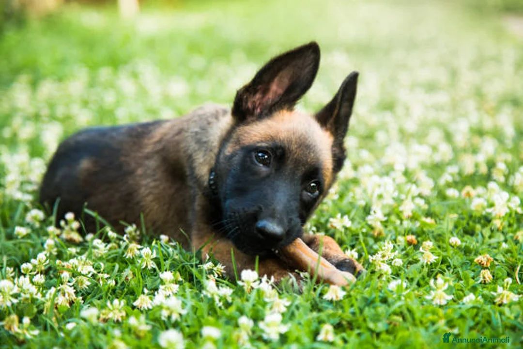 Pastore Belga cani in vendita: Allevamento Pastore Belga Malinois in Italia a Provincia di Potenza - Annuncio 3