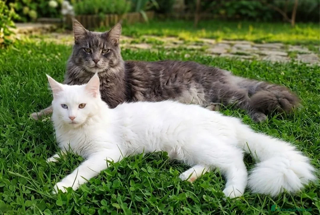 Maine Coon gatti in vendita: Maine coon  - Annuncio 7
